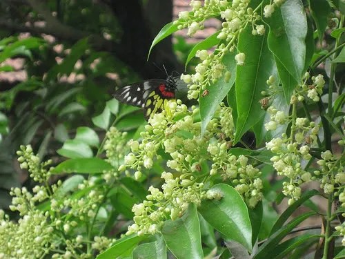 Những sợi hương thời&nbsp;gian