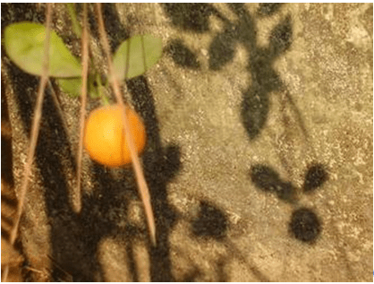 Hồn nắng hạ…