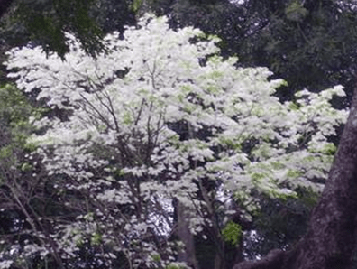 Đám mây lang&nbsp;thang